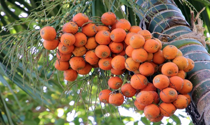 Areca Nut
